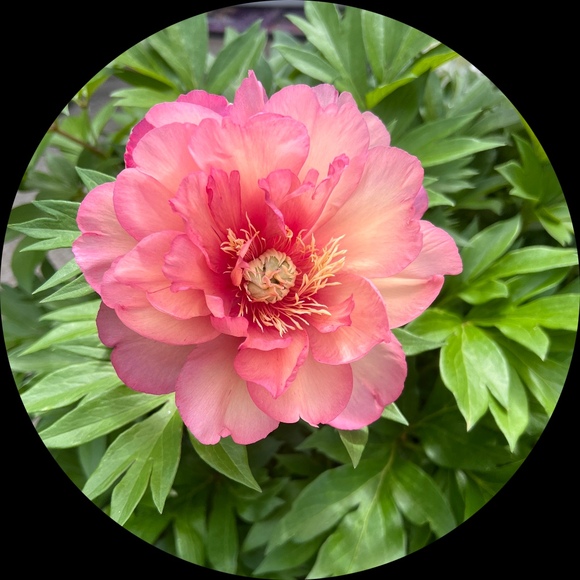sue_swinson
